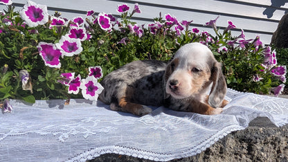 MINI DACHSHUND (08/19) FEMALE