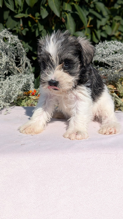 MINI SCHNAUZER (08/06) FEMALE