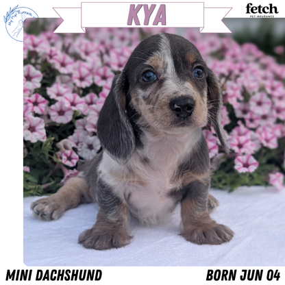 MINI DACHSHUND (JUN 04) FEMALES