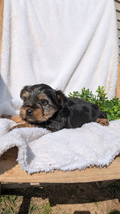 YORKSHIRE TERRIER (02/28) MALE