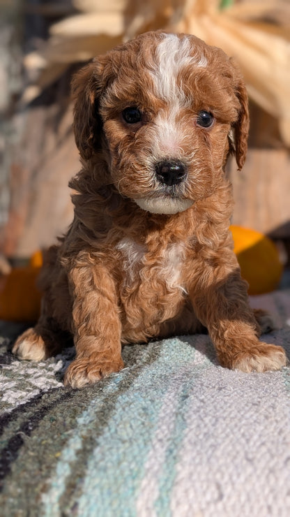 CAVAPOO (OCT 02) MALES