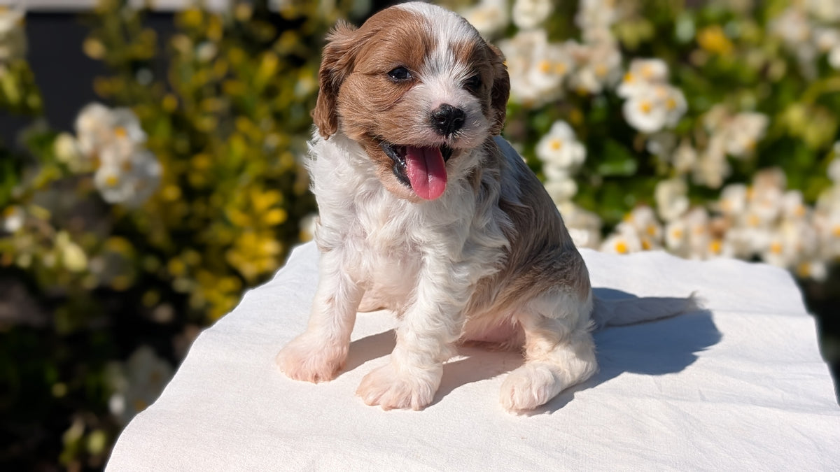 CAVAPOO (AUG 20) 2 MALES/1 FEMALE