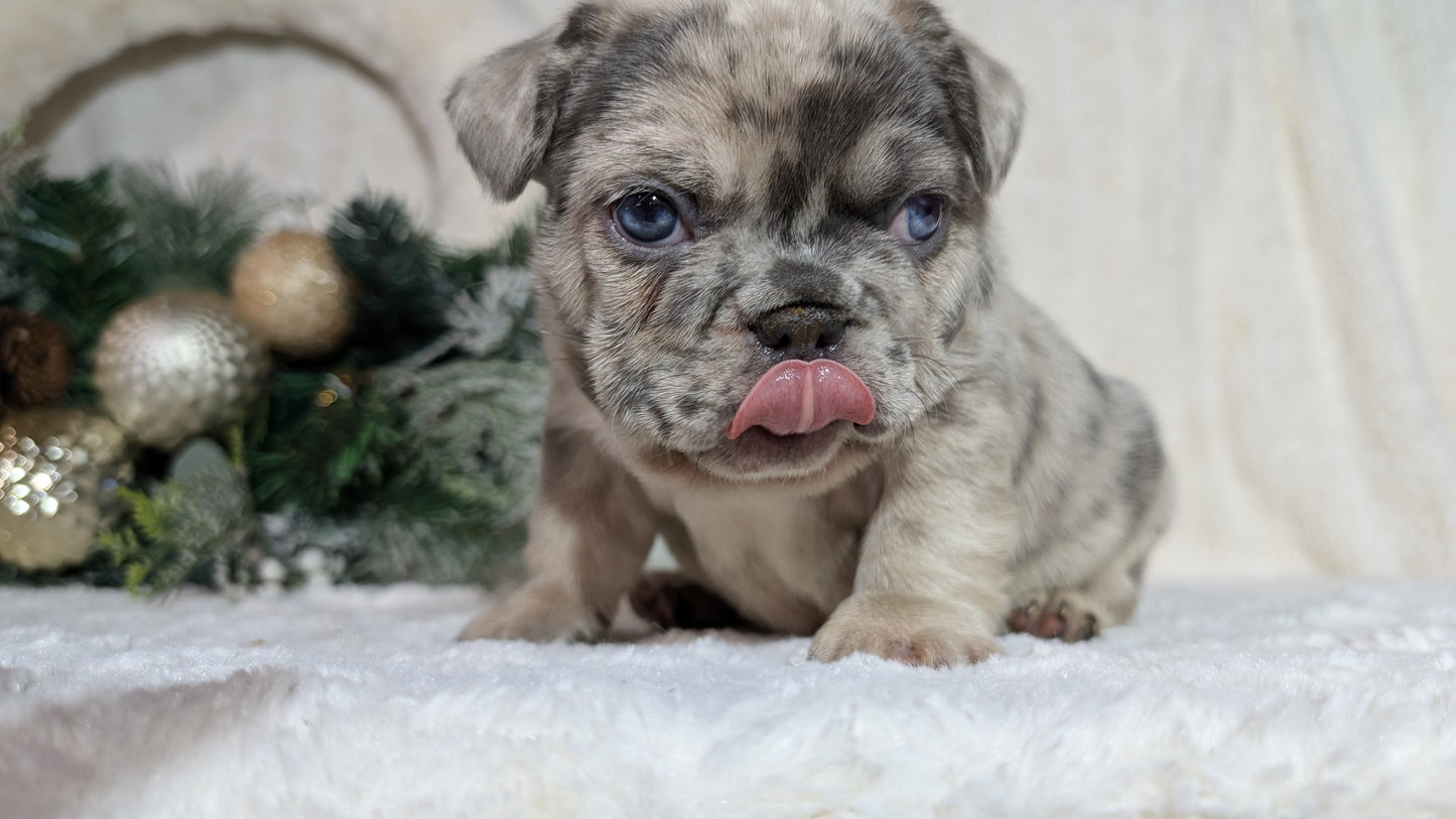 FRENCH BULLDOG (OCT 08) MALES