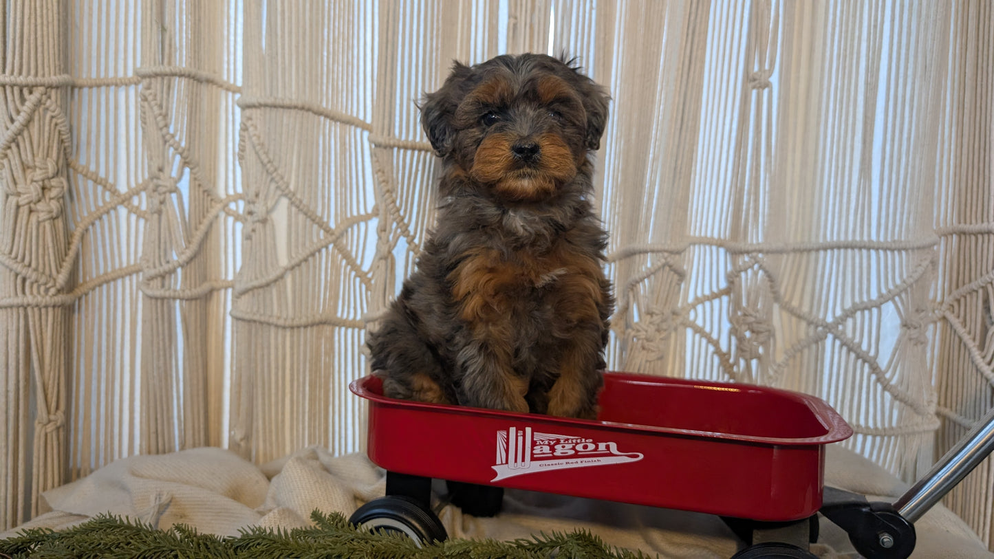 CAVAPOO (NOV 17) FEMALES