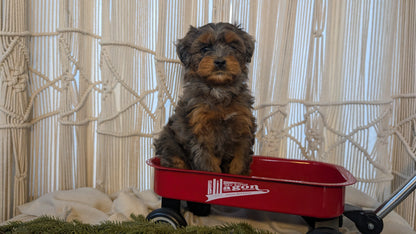 CAVAPOO (NOV 17) FEMALES