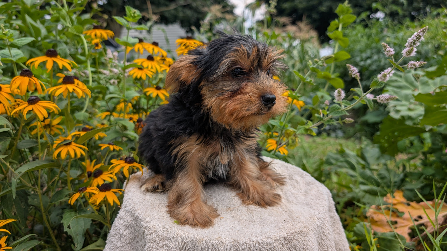 YORKSHIRE TERRIER (05/23) MALE