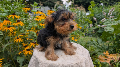 YORKSHIRE TERRIER (05/23) MALE
