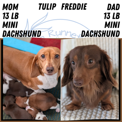 MINI DACHSHUND (JUL 30) 4 MALES/1 FEMALE