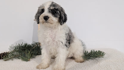 SCHNOODLE (09/20) FEMALE