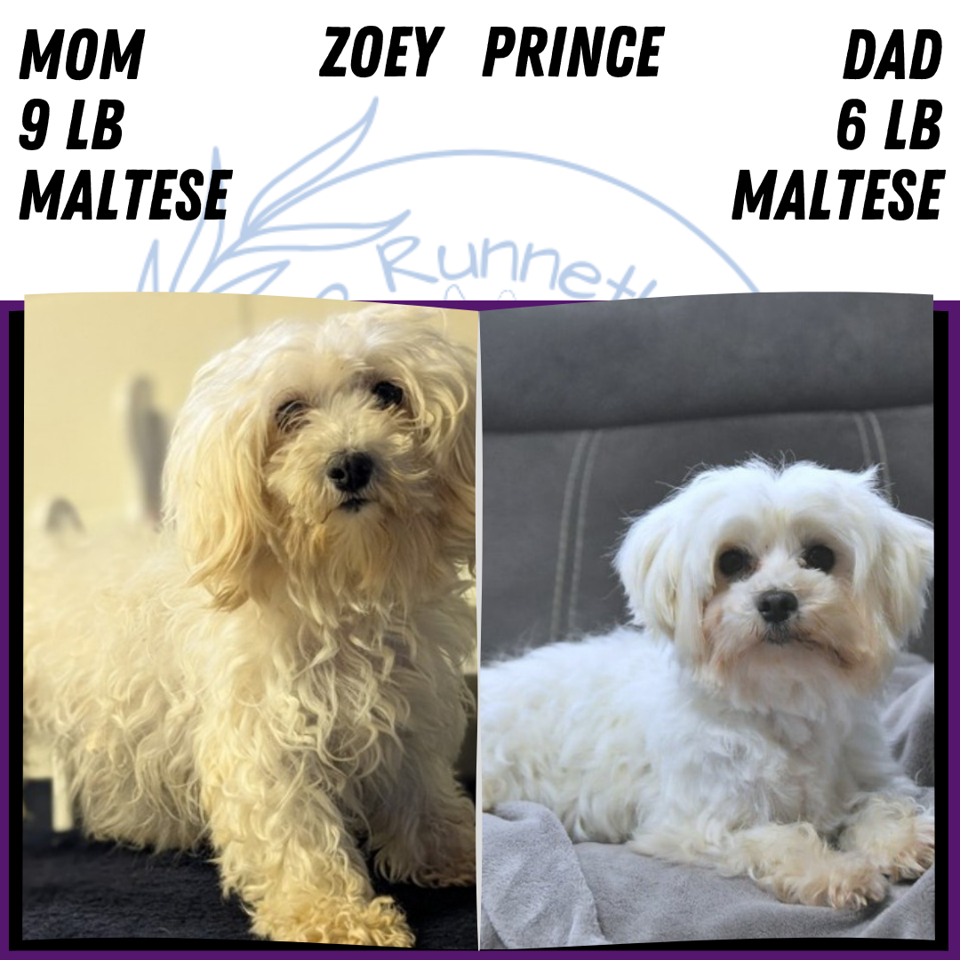 MALTESE (JUN 13) MALE