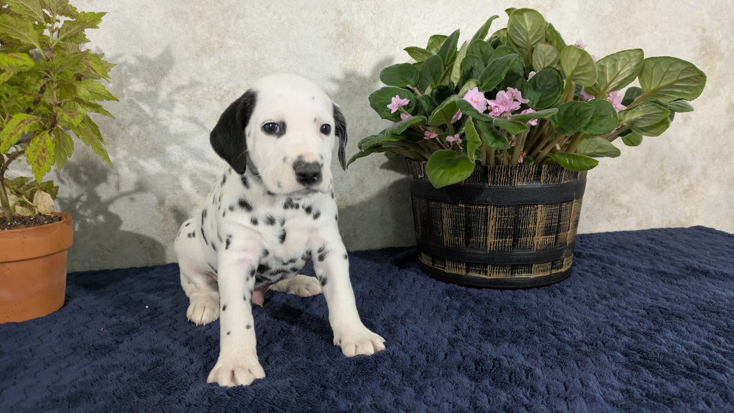 DALMATIAN (02/14) MALE