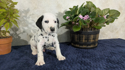 DALMATIAN (02/14) MALE
