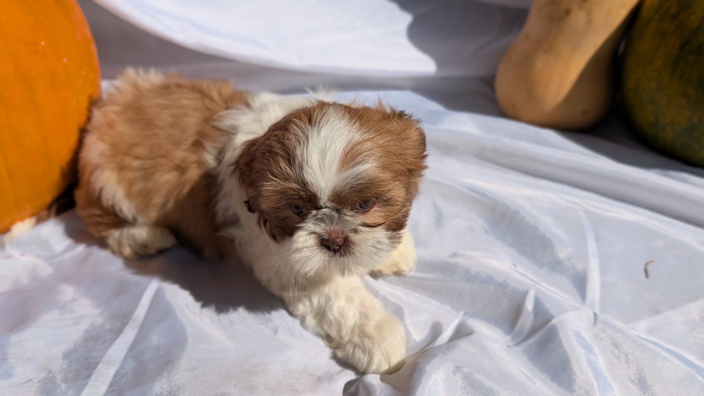 SHIH TZU (07/18) MALE