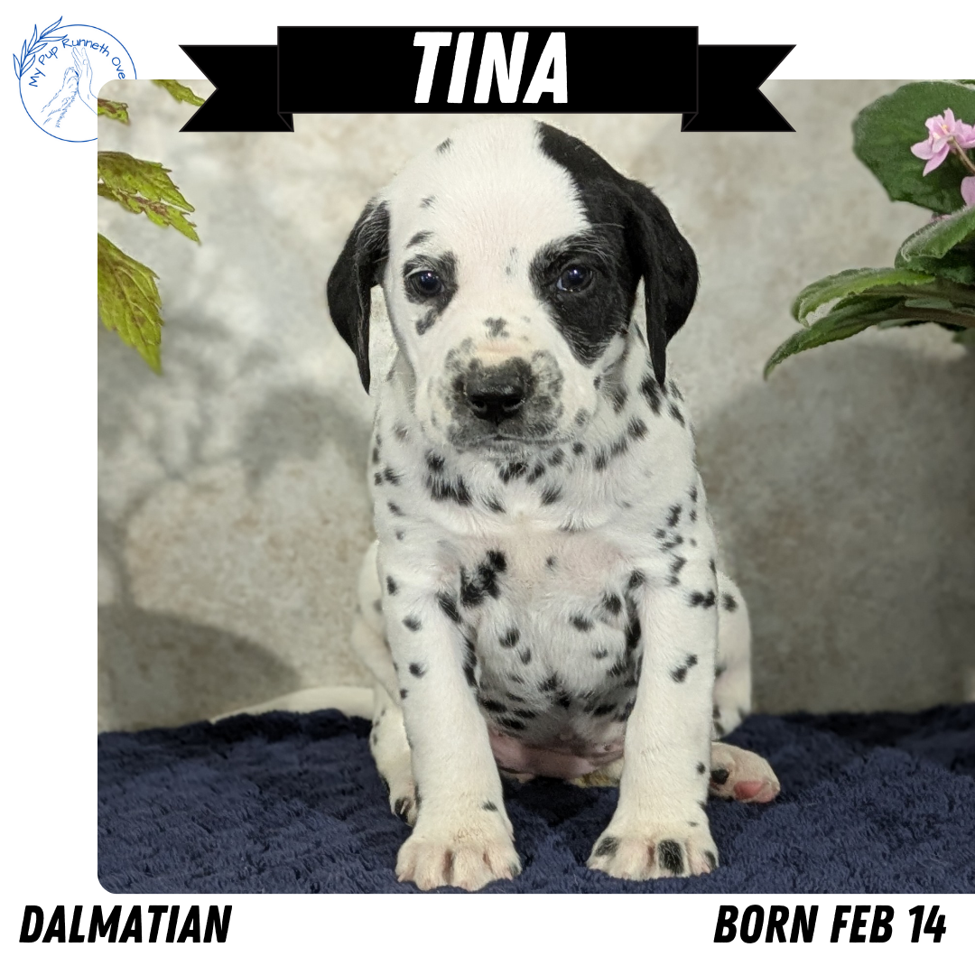 DALMATIAN (02/14) FEMALE