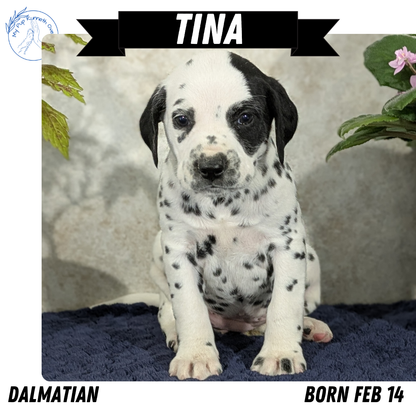 DALMATIAN (02/14) FEMALE