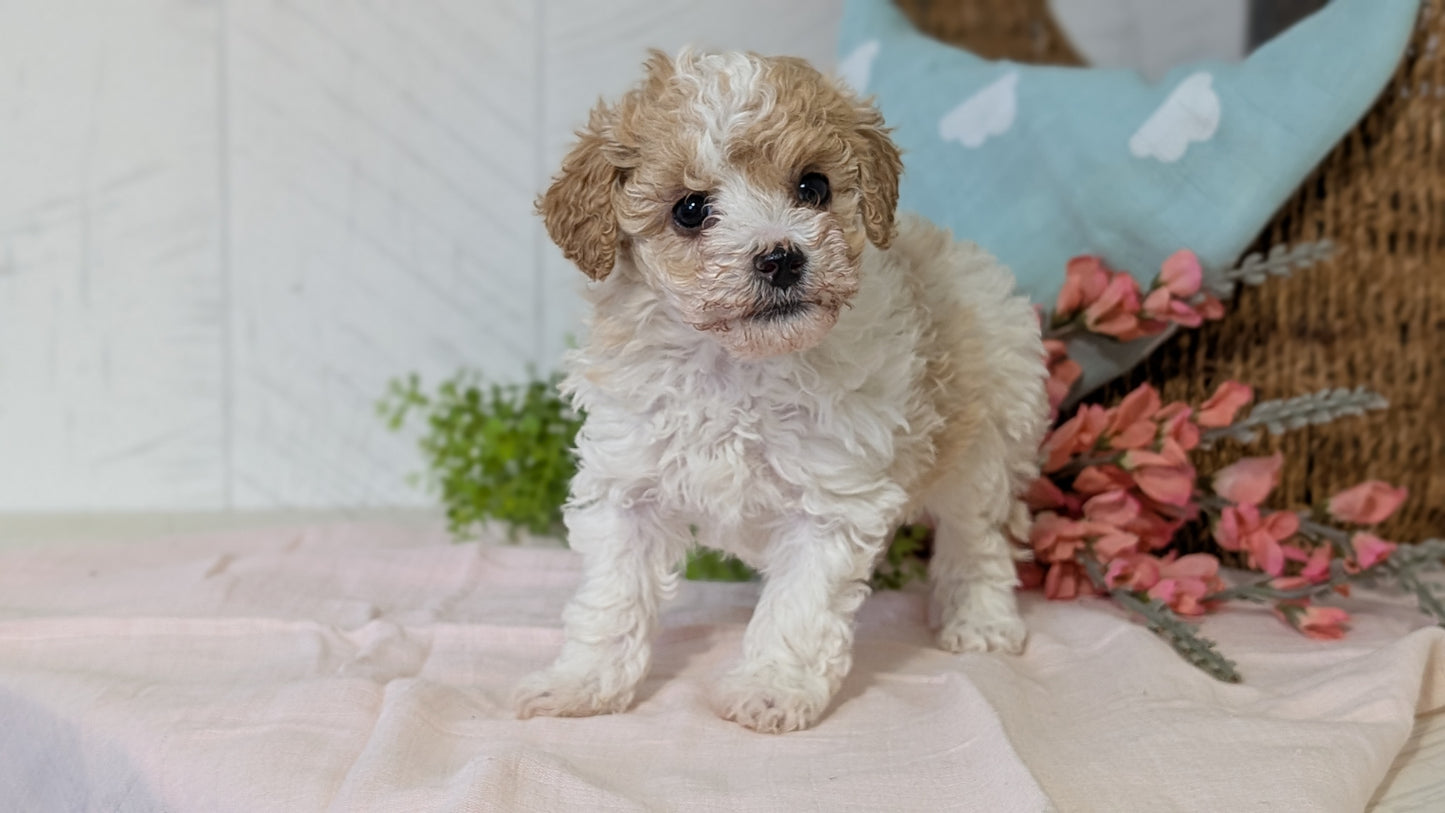 MINI POODLE (DEC 04) FEMALE