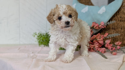 MINI POODLE (DEC 04) FEMALE