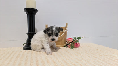 MINI SCHNAUZER (02/18) FEMALE