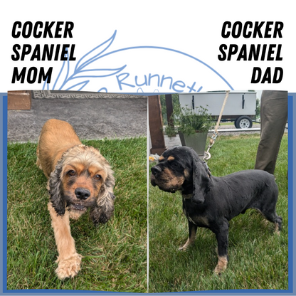 COCKER SPANIEL (02/14) MALE