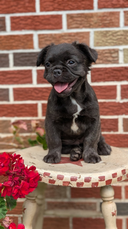 FRENCH BULLDOG (MAR 09) FEMALES