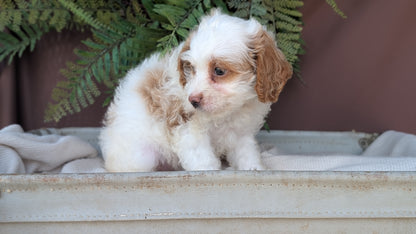 COCKAPOO (MAY 22) FEMALES