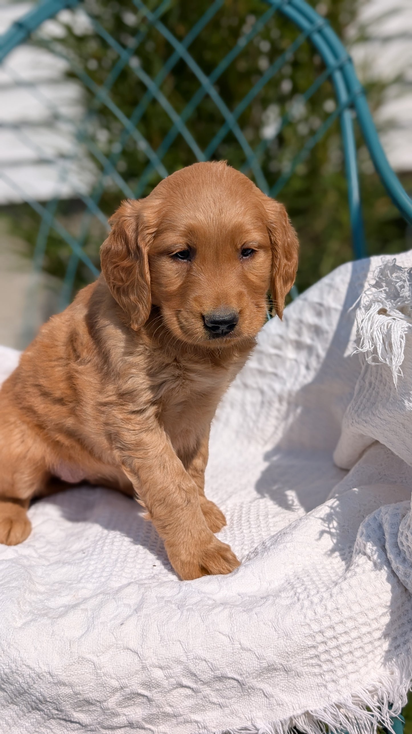 GOLDEN RETRIEVER (07/24) FEMALE