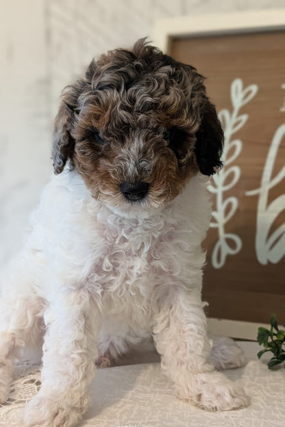 MALTIPOO (APR 05) MALES