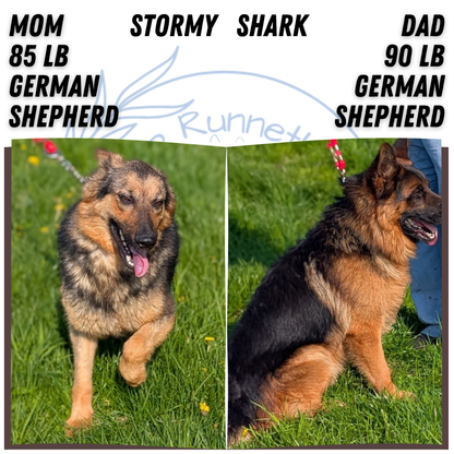 GERMAN SHEPHERD (MAR 28) FEMALE