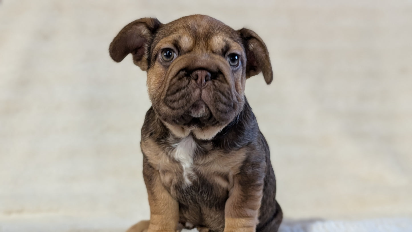 FRENCH BULLDOG (OCT 08) FEMALES