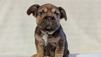 FRENCH BULLDOG (OCT 08) FEMALES