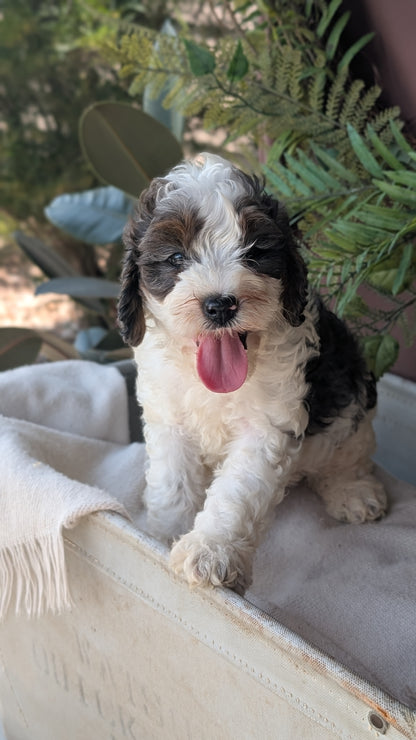 COCKAPOO (MAY 22) MALES
