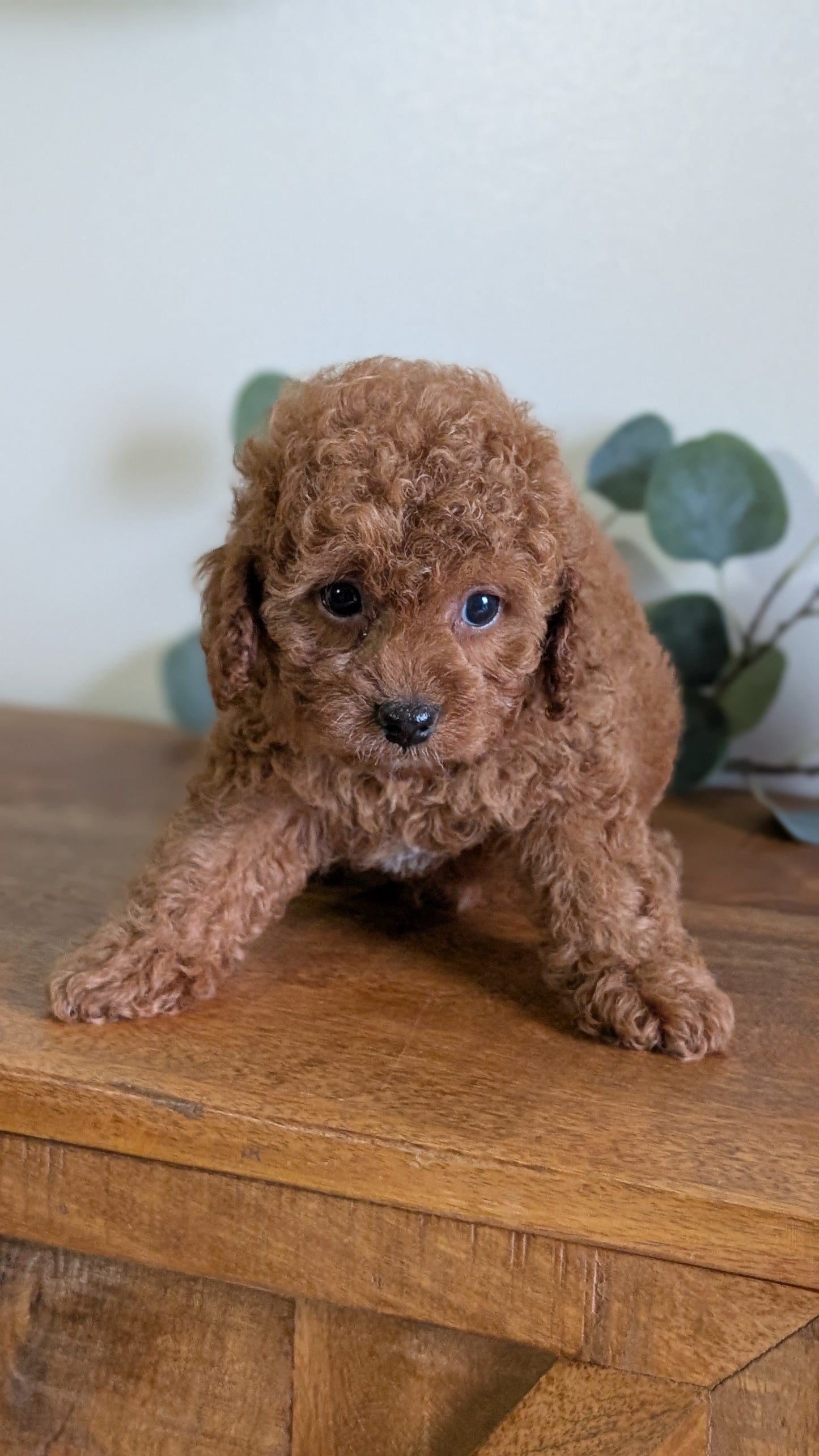 CAVAPOO (JUN 25) FEMALES