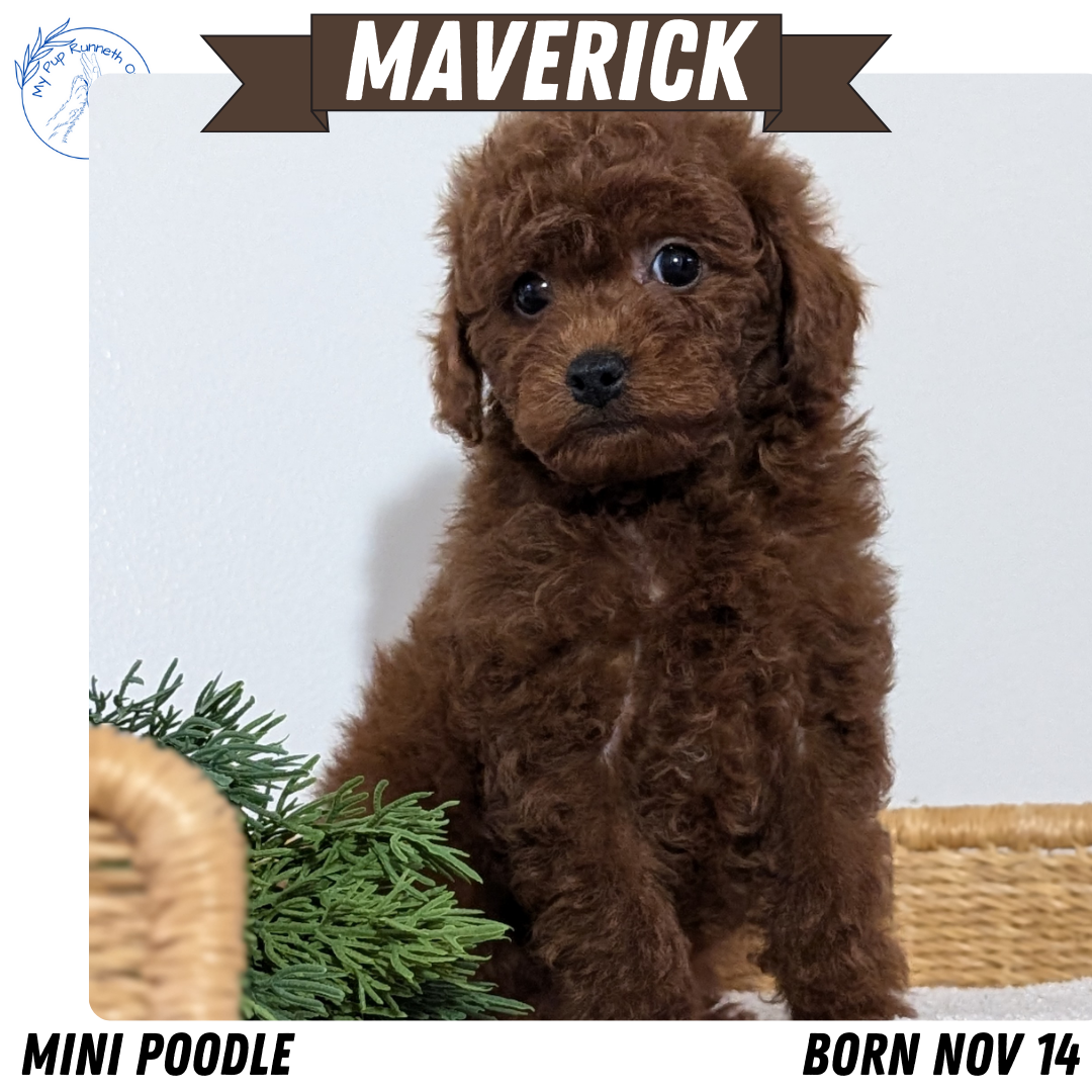 MINI POODLE (NOV 14) MALES