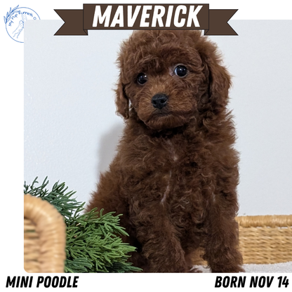 MINI POODLE (NOV 14) MALES