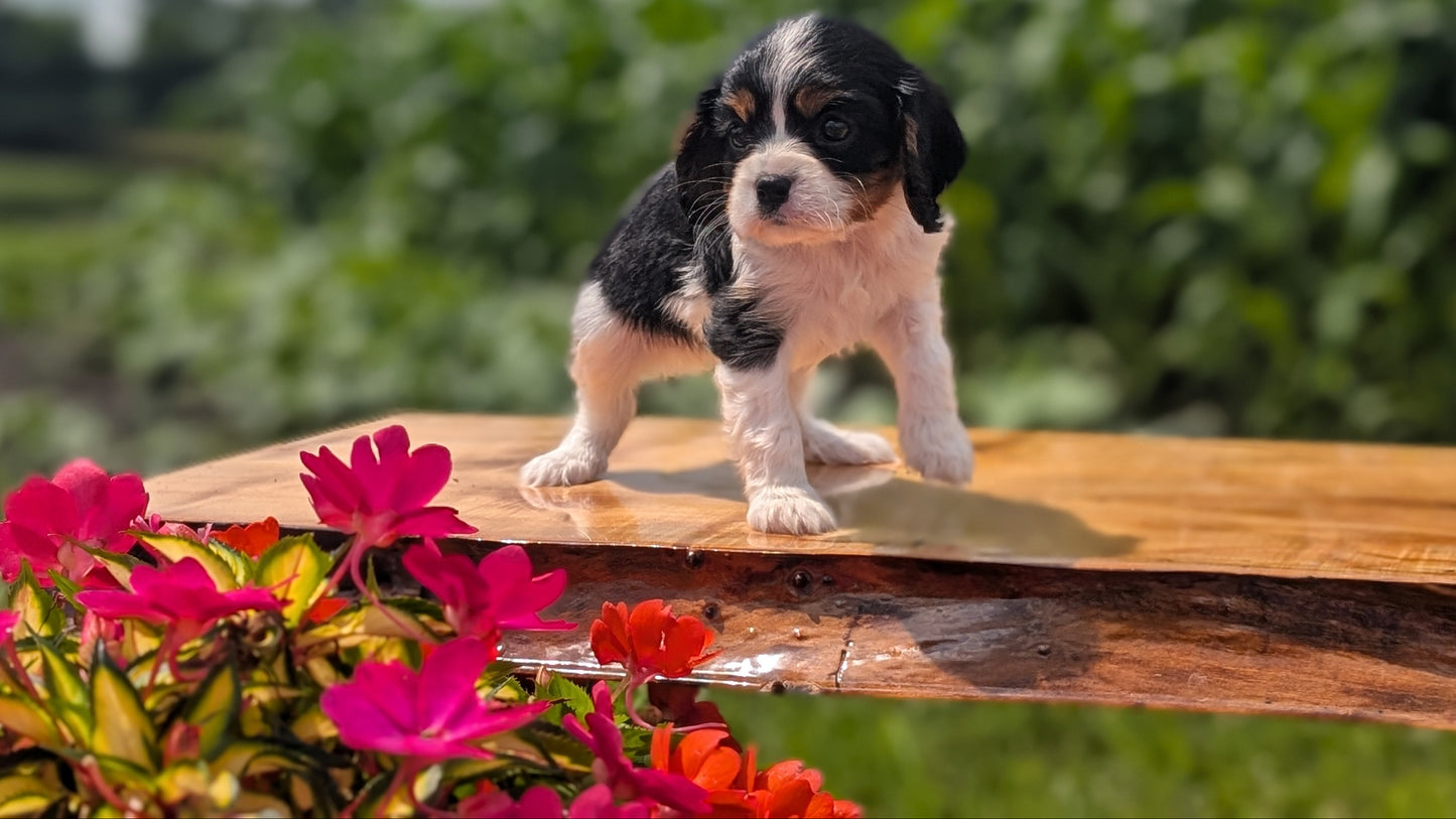 CAVALIER (MAY 30) FEMALES