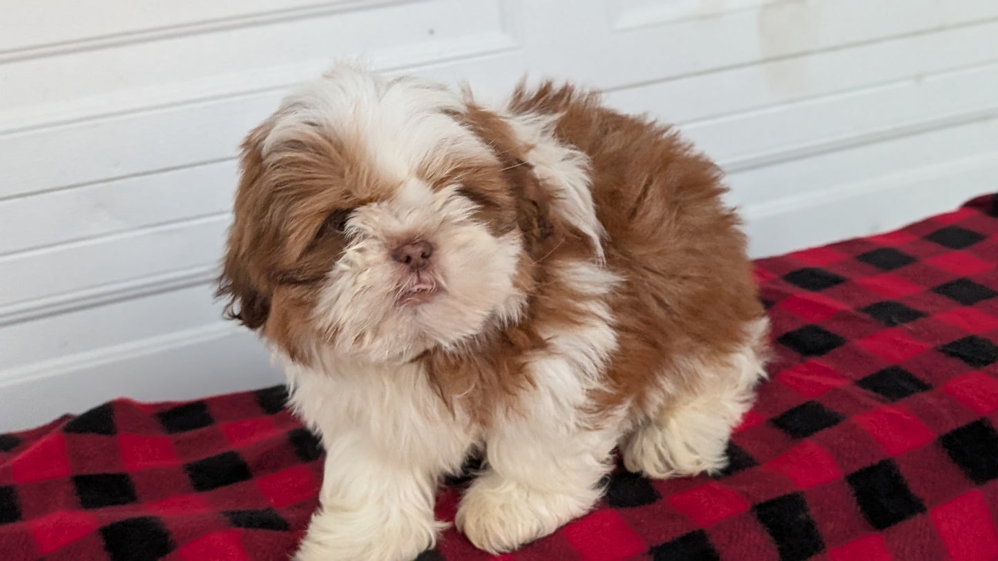 SHIH TZU (OCT 28) MALES