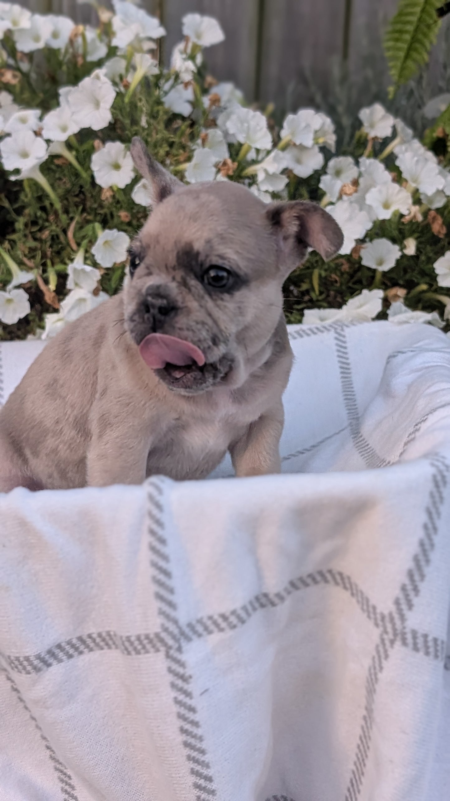 FRENCH BULLDOG (07/15) MALE