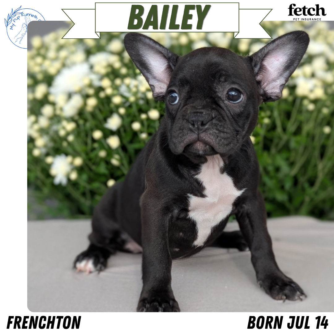 FRENCHTON (JUL 14) 2 MALES/1 FEMALE