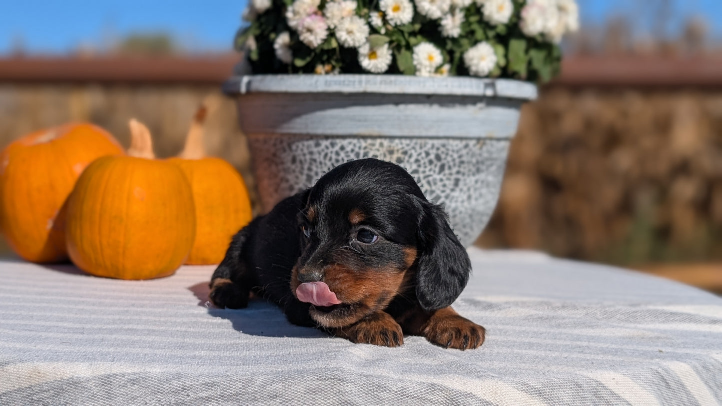 MINI DACHSHUND (09/01) MALE