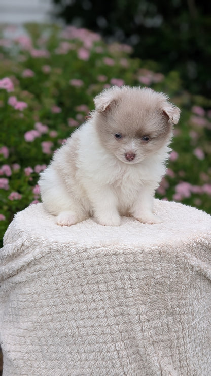 POMERANIAN (04/22) FEMALE