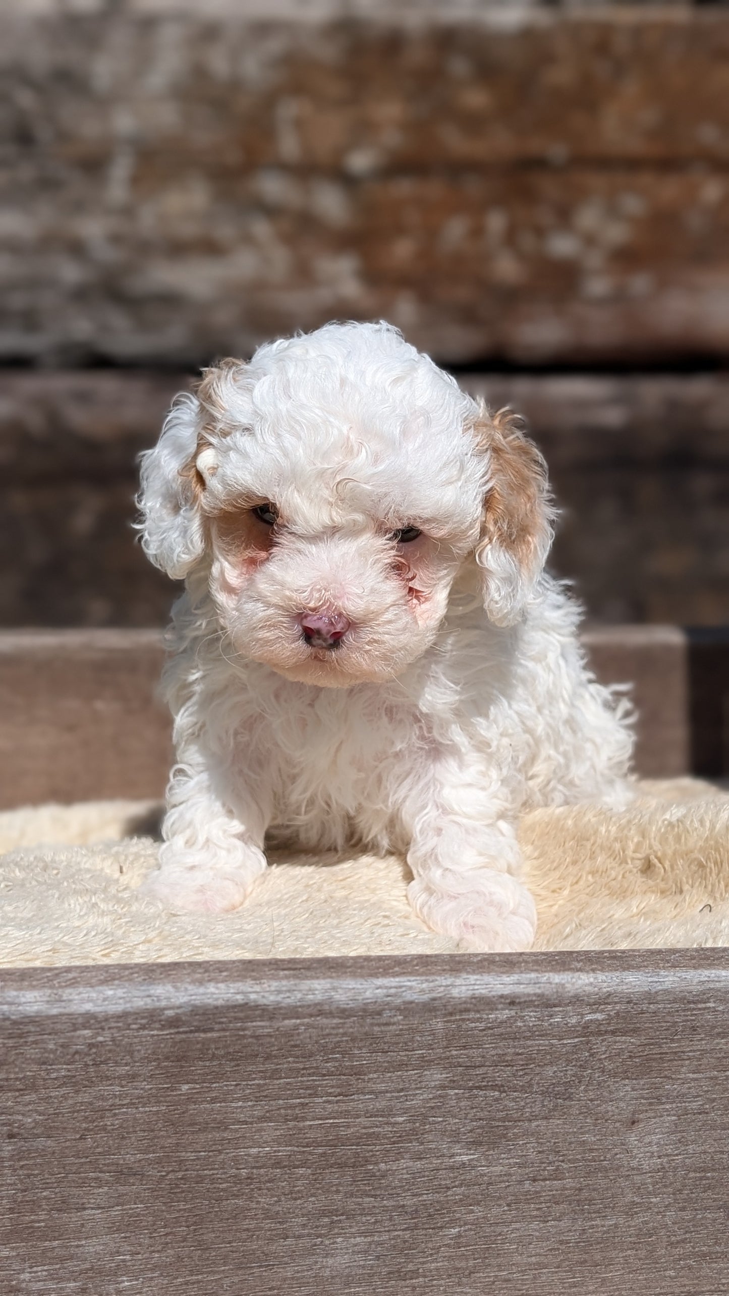 COCKAPOO (MAY 13) FEMALE