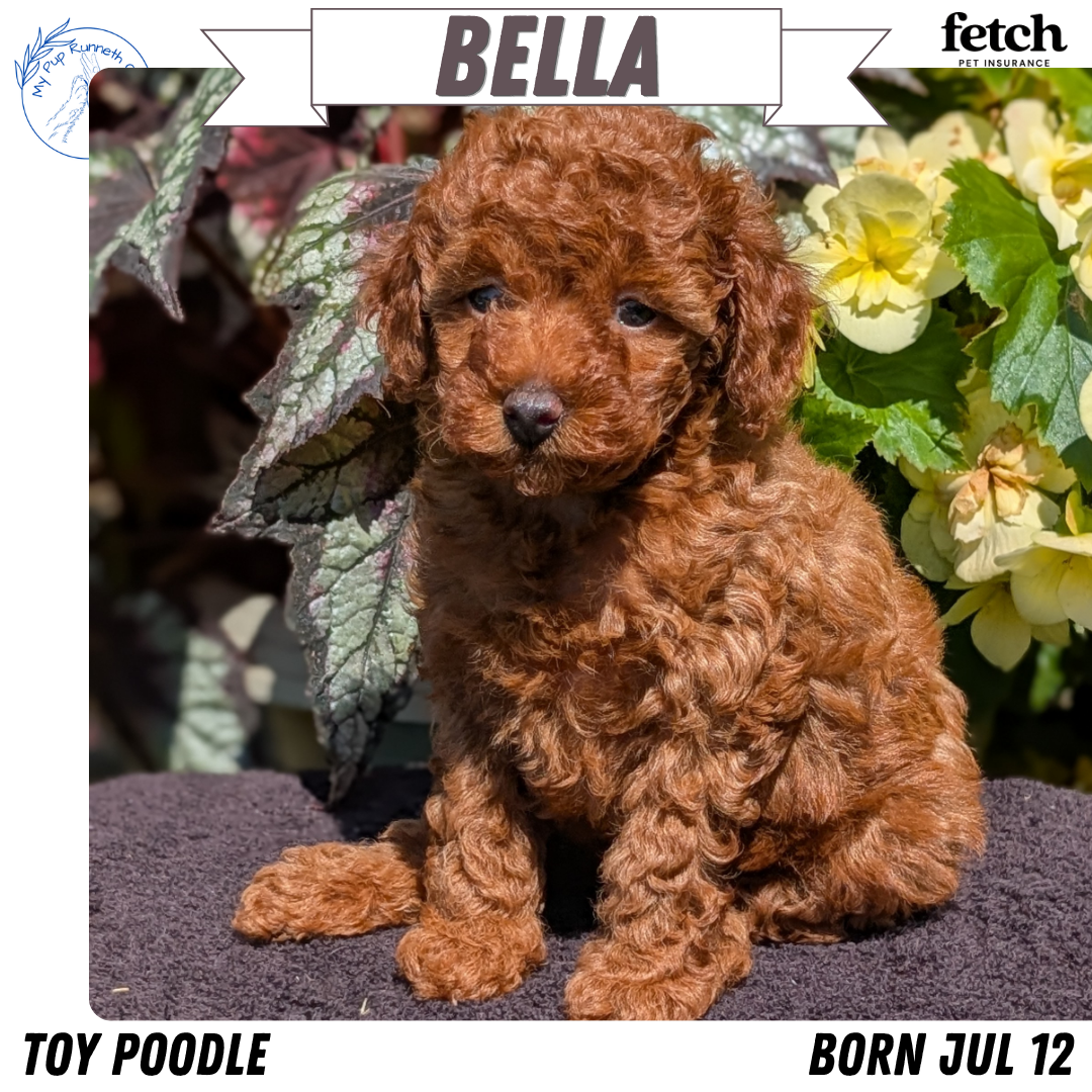 TOY POODLE (JUL 12) 1 FEMALE