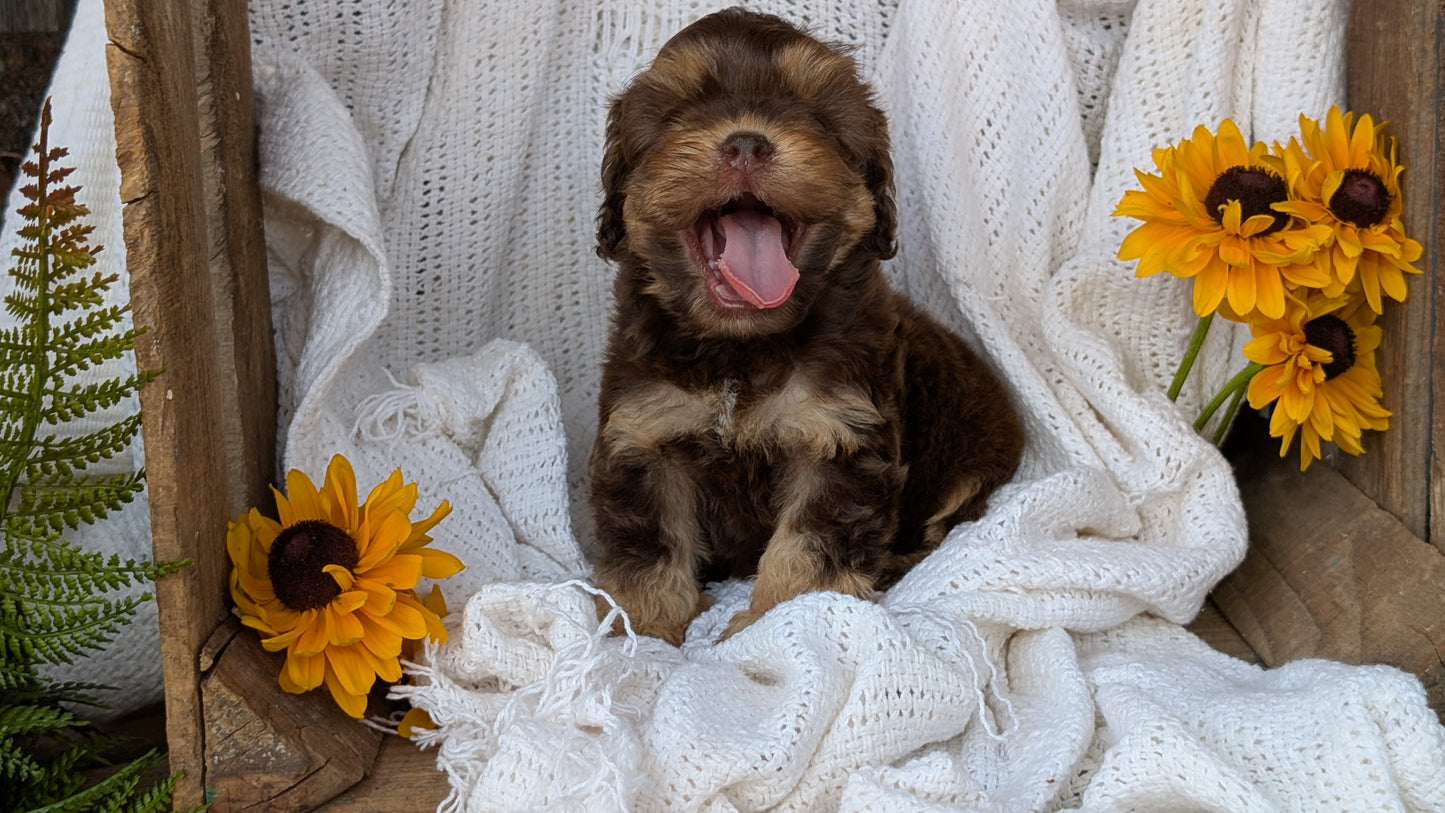 COCKAPOO (06/02) FEMALE