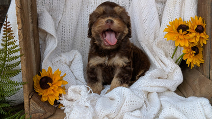 COCKAPOO (06/02) FEMALE