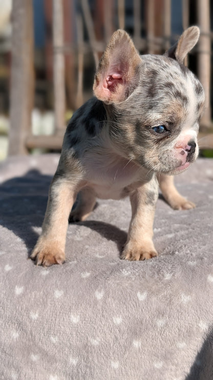 FRENCH BULLDOG (07/29) FEMALE