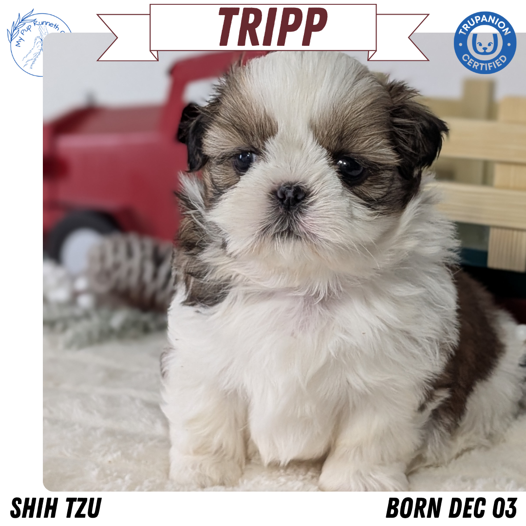 SHIH TZU (DEC 03) MALES