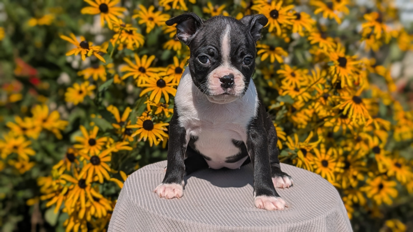 BOSTON TERRIER (JUL 11) 4 FEMALES/4 MALES