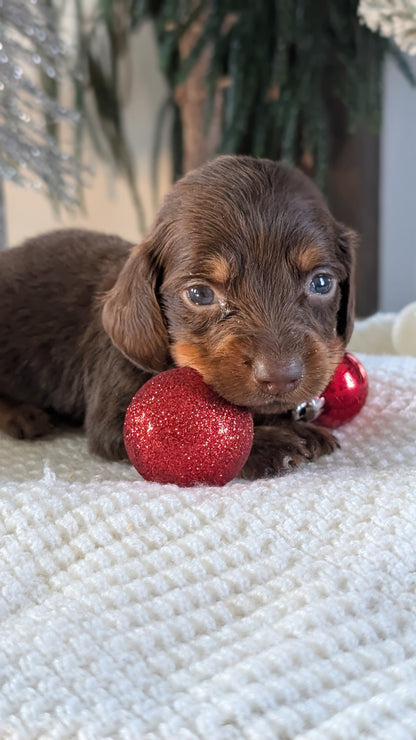 MINI DACHSHUND (NOV 16) MALES