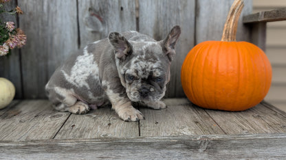 FRENCH BULLDOG (09/09) MALE