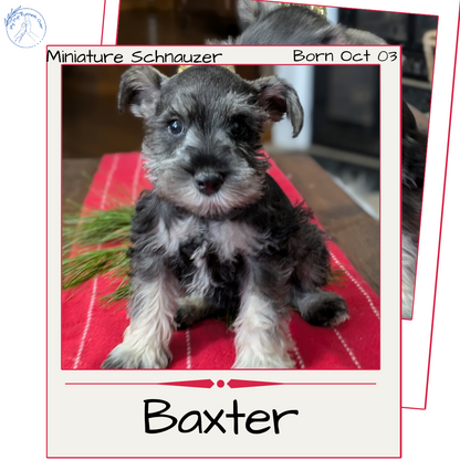 MINI SCHNAUZER (10/03) MALE